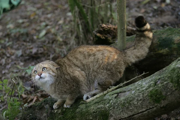 Европейская Wildcat Felis Silveris Posture — стоковое фото