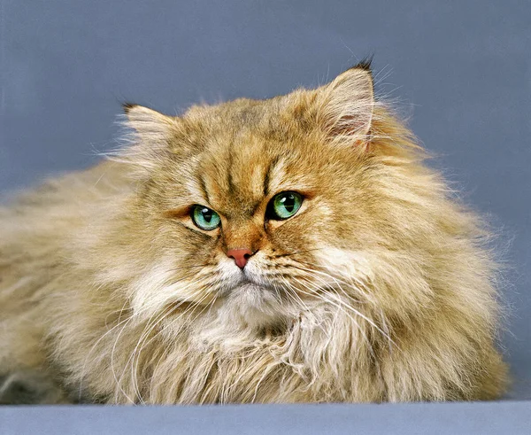Χρυσή Γάτα Περσική Εσωτερικού — Φωτογραφία Αρχείου