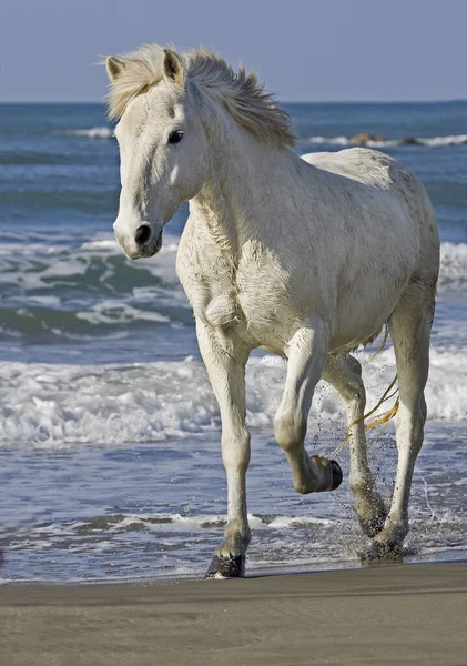 Camargue Pferd Erwachsene Spazieren Strand Von Saintes Maries Mer Südosten — Stockfoto