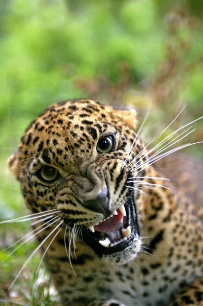 Leopardo Sri Lanka Panthera Pardus Kotiya Snarling Postura Defensiva —  Fotos de Stock