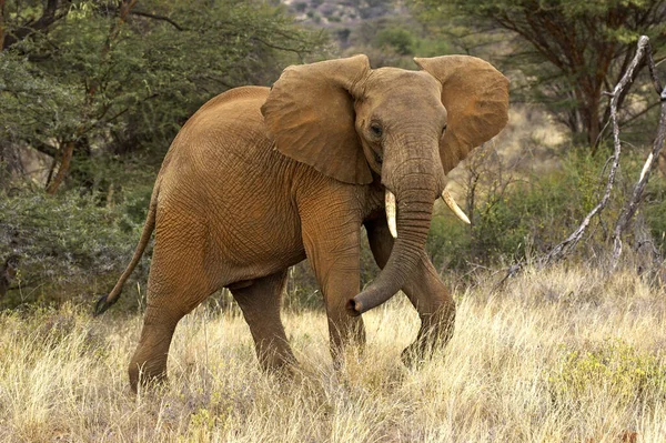 Afrikanischer Elefant Loxodonta Africana Samburu Park Kenia — Stockfoto