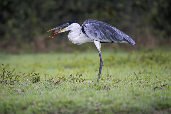 白颈鲱鱼 Ardea Coi 鱼在Beak Los Lianos 委内瑞拉 — 图库照片