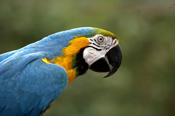 Portrét Modrožluté Macaw Ara Ararararauna — Stock fotografie