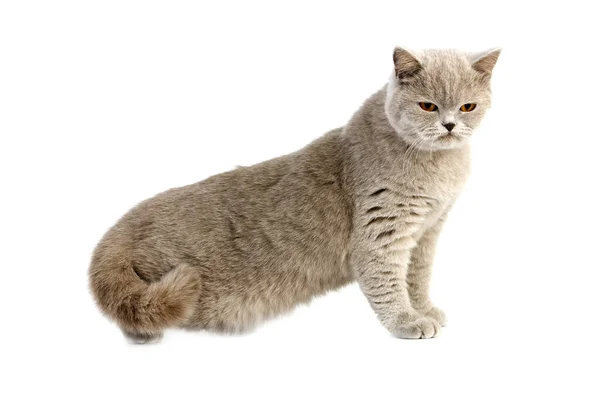 Lilac British Shorthair Domestic Cat — стокове фото