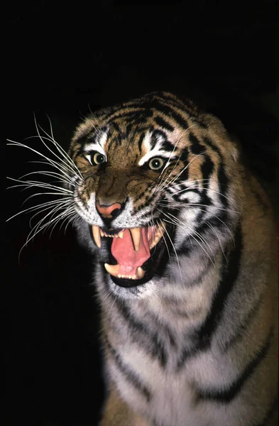 Siberian Tiger Panthera Tigris Altaica Adult Snarling Defensive Posture — Φωτογραφία Αρχείου