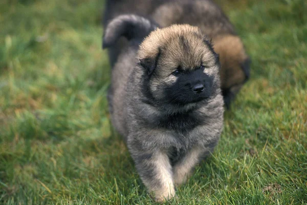 Eurasier Hond Euraziatische Spitz Pup — Stockfoto