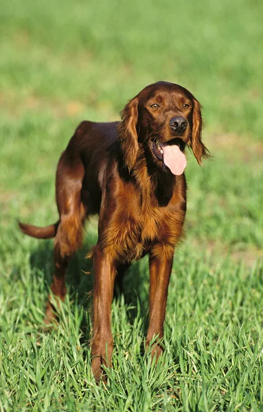 Rlanda Yerleşimcisi Red Setter Dili Dışarıda Otların Üzerinde Duran Köpek — Stok fotoğraf