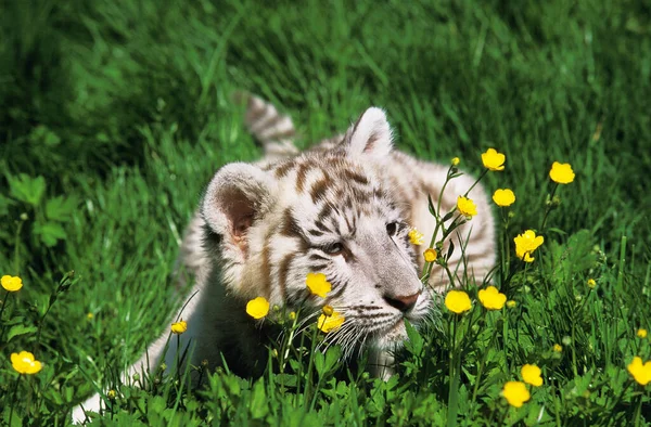 Tigre Branco Tigris Panthera Cub — Fotografia de Stock
