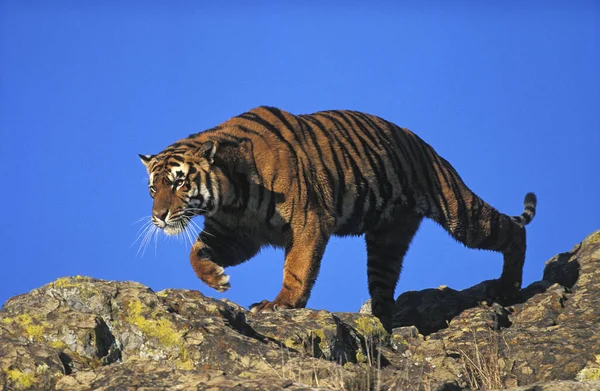 Tigre Bengala Pantera Tigris Tigris Adulto Pie Sobre Roca — Foto de Stock