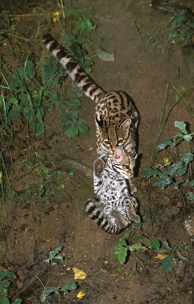 Margay Cat Leopardus Wiedi Mother Carrying Cub — 스톡 사진