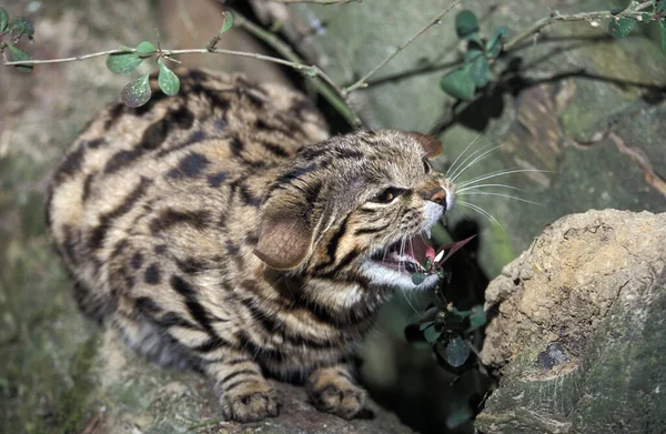 Schwarzfußkatze Felis Nigripes Erwachsener Narling Defensiver Haltung — Stockfoto