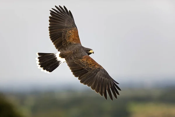 Harris Hawk Parabuteo Unicinctus Vuelo — Foto de Stock