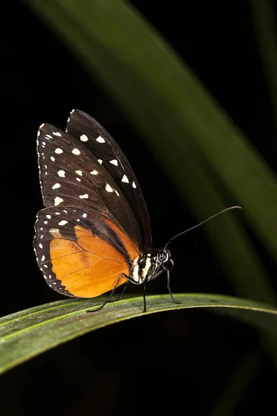 Tiger Longwing Golden Helicon Heliconius Hecale — стокове фото