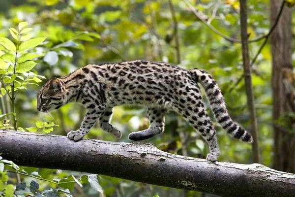 Tigris Macska Vagy Oncille Leopardus Tigrinus — Stock Fotó