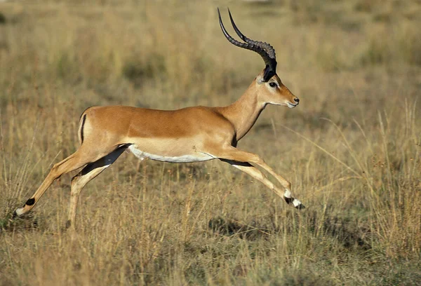 Impala, aepyceros melampus, Male Running,  Masai Mara Park in Kenya