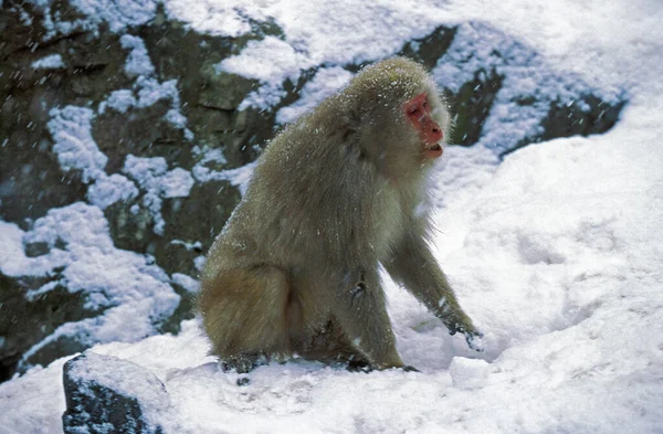 Macaco Japonês Macaca Fuscata Ilha Hokkaido Japão — Fotografia de Stock