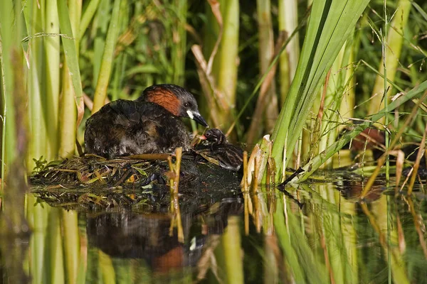 Petit Grèbe Tachybaptus Ruficollis Adulte Poussin Debout Sur Nid Étang — Photo