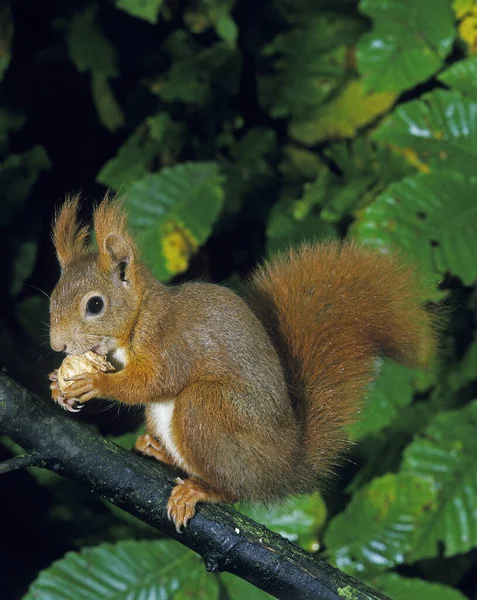 Rotes Eichhörnchen Sciurus Vulgaris Weibchen Auf Ast Stehend Nuss Fressend — Stockfoto