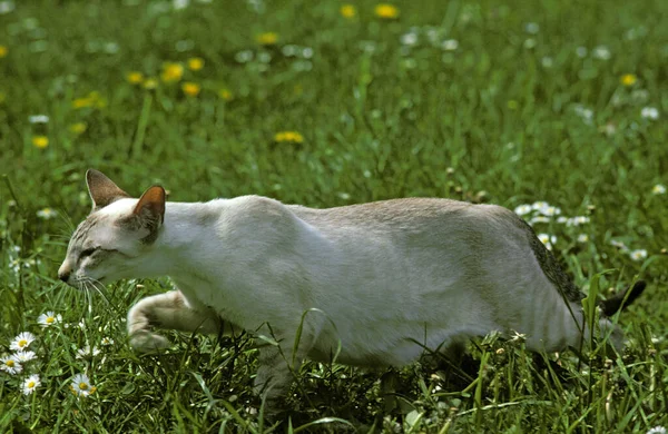 Tabby Point Siamesische Hauskatzenjagd — Stockfoto