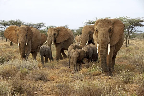 Słoń Afrykański Loxodonta Africana Stado Parku Masai Mara Kenia — Zdjęcie stockowe