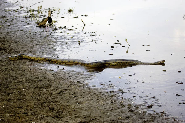 Groene Anaconda Eunectes Murinus Volwassen Die Water Binnengaat Los Lianos — Stockfoto