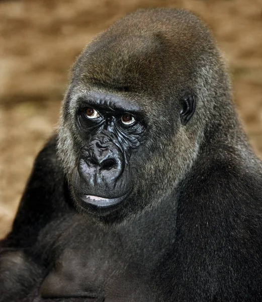 Gorila Planície Oriental Gorila Gorila Graueri Retrato Fêmea — Fotografia de Stock