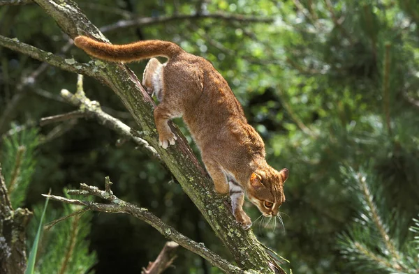 Rozsdás Foltos Macska Prionailurus Rubiginosus Ágon Álló Felnőtt — Stock Fotó