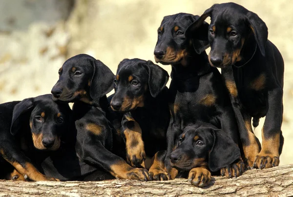 Dobermann Pes Nebo Dobermann Pinscher Štěňátka Stojící Hromadě Dřeva — Stock fotografie