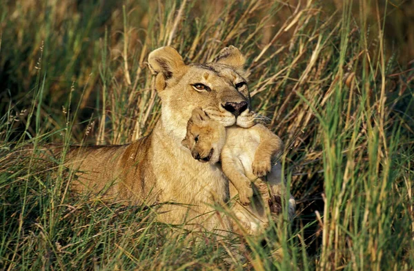 Leão Africano Pantera Leo Mãe Carregando Filhote Sua Boca Masai — Fotografia de Stock