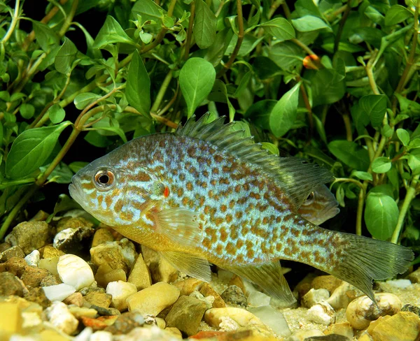 Semillas Calabaza Sunfish Lepomis Gibbosus — Foto de Stock