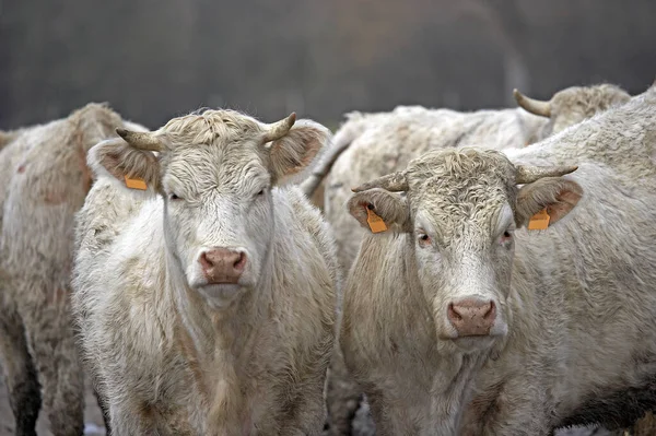 Charolais Domestic Cattle in Normandy