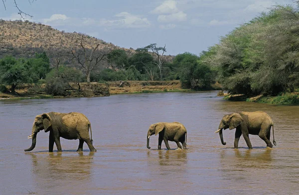 Afrikanischer Elefant Loxodonta Africana Gruppe Überquert Fluss Samburu Park Kenia — Stockfoto