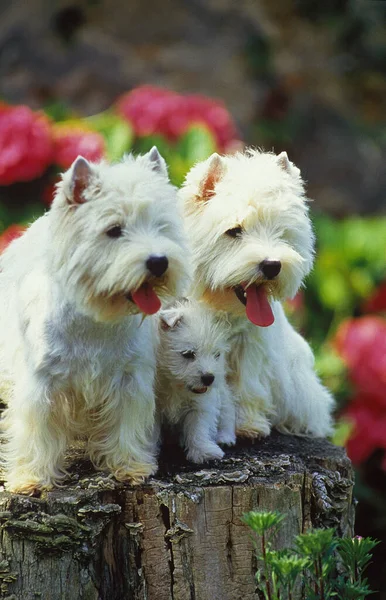 West Highland White Terrier Eller Westy Mor Med Valp — Stockfoto