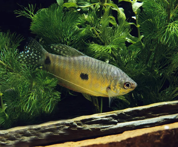 Gourami Fish Trichogaster Trichopterus — Stock Photo, Image