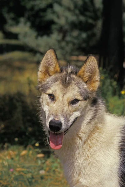 Portrait Chien Groenland — Photo