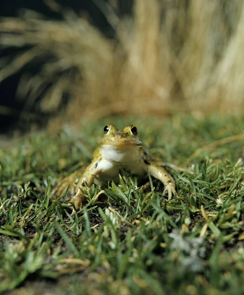 Essbarer Frosch Oder Grüner Frosch Rana Esculenta Erwachsene — Stockfoto