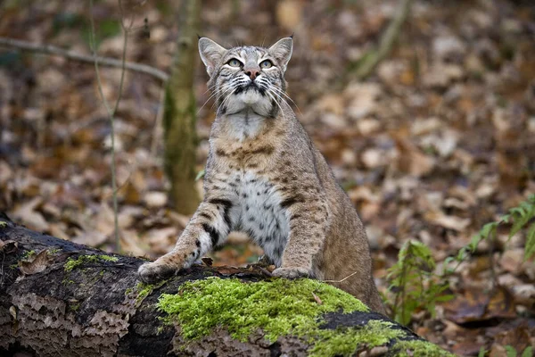 European Lynx Felis Lynx — Stock Photo, Image