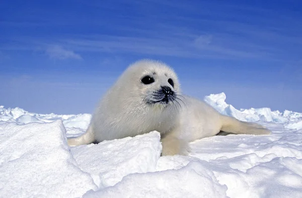 Harp Seal Pagophilus Groenlandicus Pup Standng Icefield Magdalena Islands Canada — Stock Photo, Image