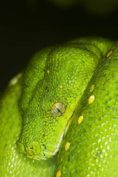 Green Tree Python Morelia Viridis Close Head — стокове фото