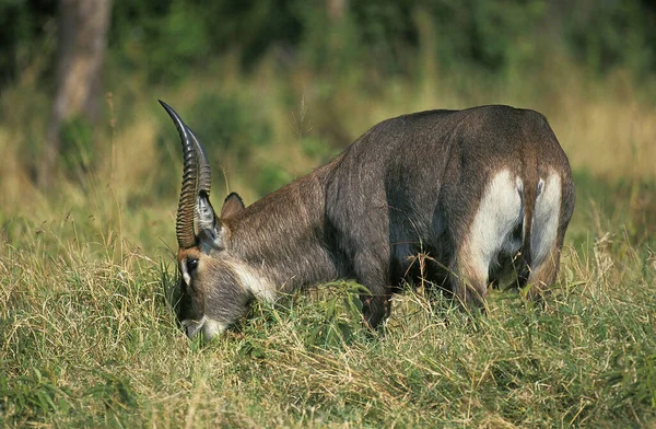 Defassa Waterbuck Kobus Ellipsiprymnus Defassa Mężczyzna Jedzący Long Grass Masai — Zdjęcie stockowe