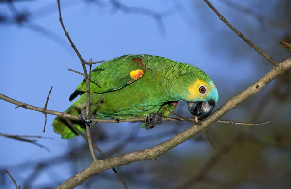 Amazone Bleue Amazone Turquoise Amazone Aestiva Adulte Debout Sur Branche — Photo