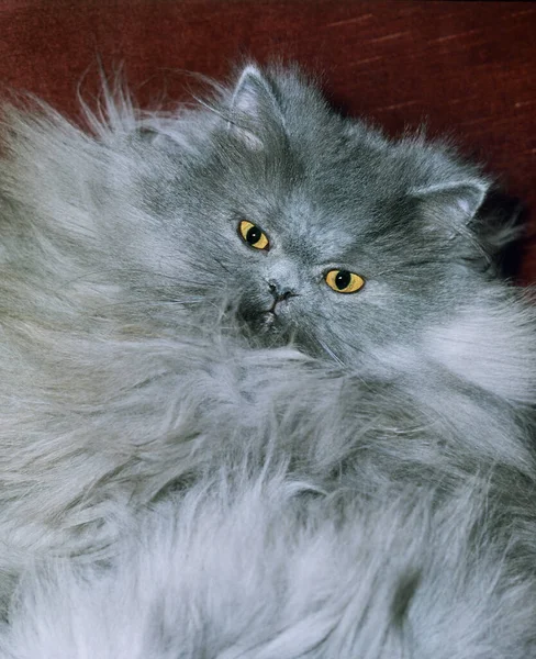 Blue Persian Domestic Cat Portrait Adult — Stock Photo, Image