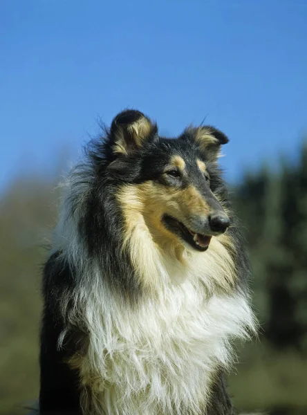 Retrato Collie Dog —  Fotos de Stock