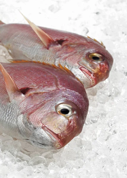 Red Sea Bream Pagellus Bogaraveon Fresh Fish Ice — Stock Photo, Image