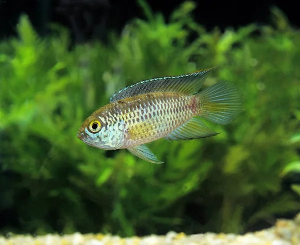 Nikaragua Cichlid Lub Spilotum Cichlasoma Nikaraguense — Zdjęcie stockowe