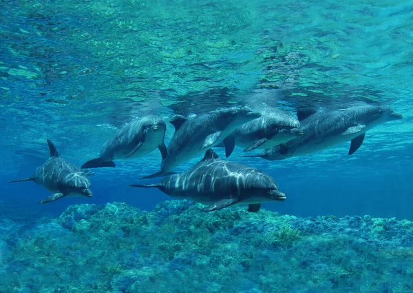 Botella Delfín Tursiops Truncatus Grupo Vista Submarina — Foto de Stock