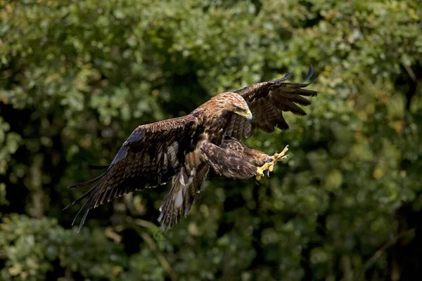 Imperial Eagle Aquila Heliaca Voo — Fotografia de Stock