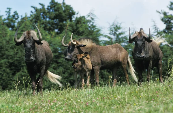 Fekete Wildebeest Connochaetes Gnou Csoport Anyával Borjúval — Stock Fotó