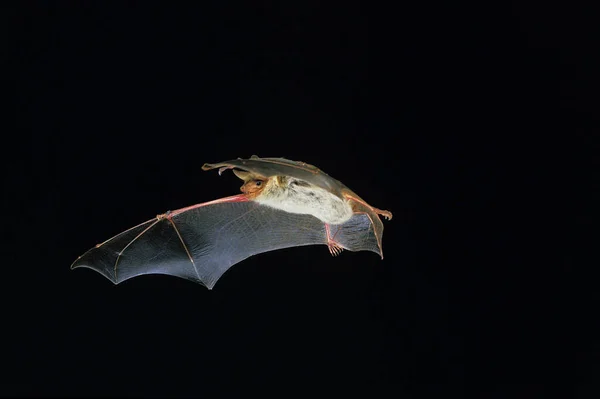 Mouse Eared Bat Myotis Myotis Adulto Voo Contra Fundo Preto — Fotografia de Stock