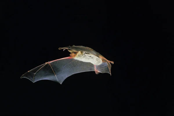 Chauve Souris Myotis Myotis Adulte Fuite Sur Fond Noir — Photo